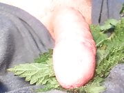 Intense CLOSE UP Cock torture with nettles end with cum 