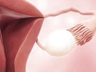 Femal fertility animation