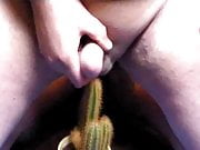 hosed on cactus