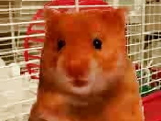 Funny Hamster