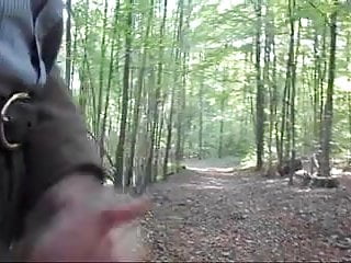 A Forest Walk in Autumn