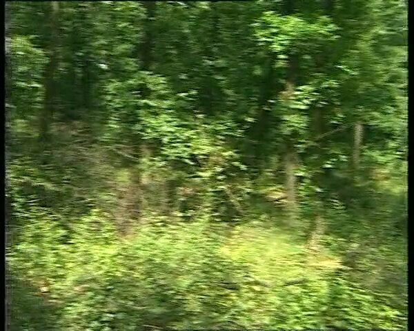 Deutsche Milf wird im Wald gefickt